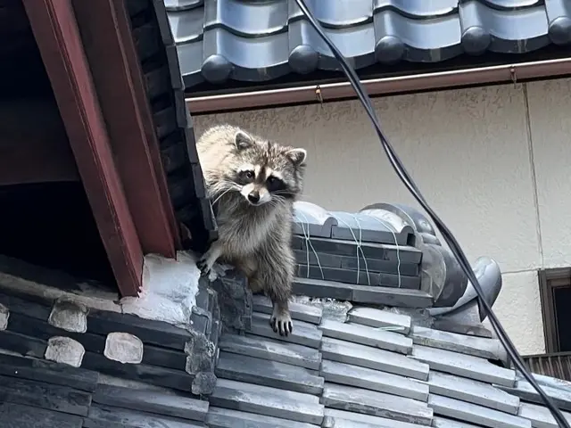 駆除12年目！駆除と誠実さに絶対の自信あり！ご自宅に他人をあげる不安なくします！サービスの画像