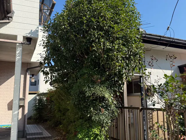 管理が大変になった庭木の伐採いたします。複数本なら割引あり！サービスの画像