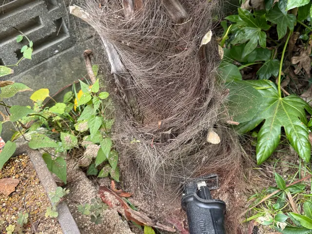 管理が大変になった庭木の伐採いたします。複数本なら割引あり！サービスの画像