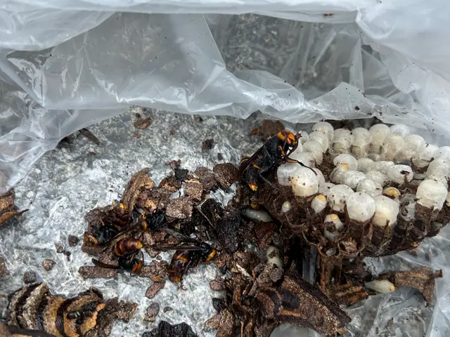 15年の経験！※夜間対応可能！即日対応可能の蜂の巣駆除！　１年間保証付き！サービスの画像