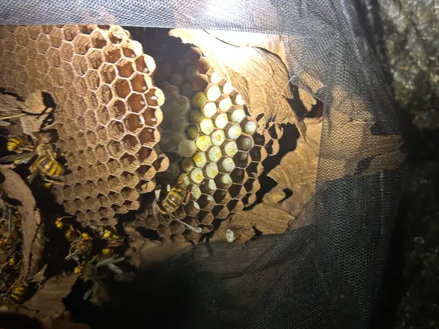 15年の経験！※夜間対応可能！即日対応可能の蜂の巣駆除！　１年間保証付き！サービスの画像
