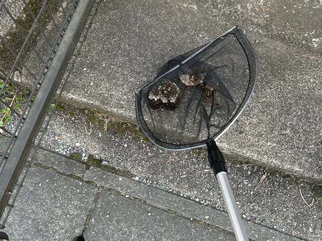 15年の経験！※夜間対応可能！即日対応可能の蜂の巣駆除！　１年間保証付き！サービスの画像