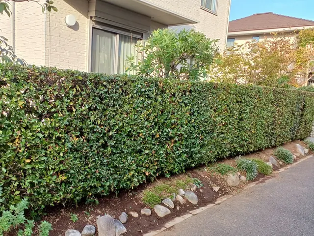 何年たっても大きさ、形が変わらない美しい生垣を！サービスの画像