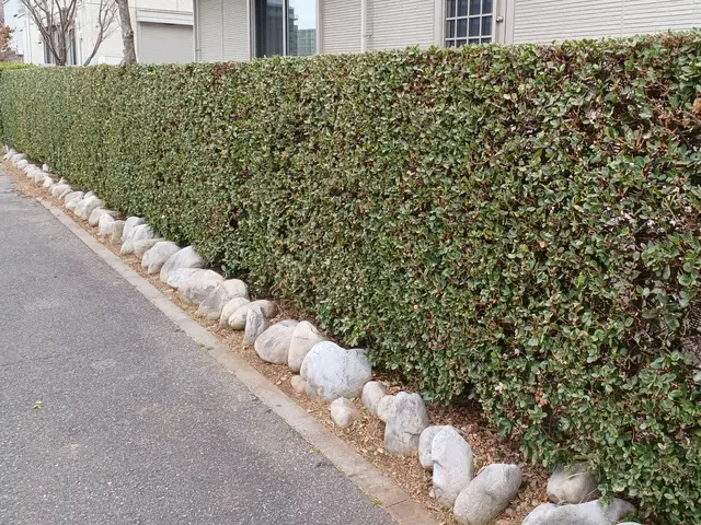 何年たっても大きさ、形が変わらない美しい生垣を！サービスの画像