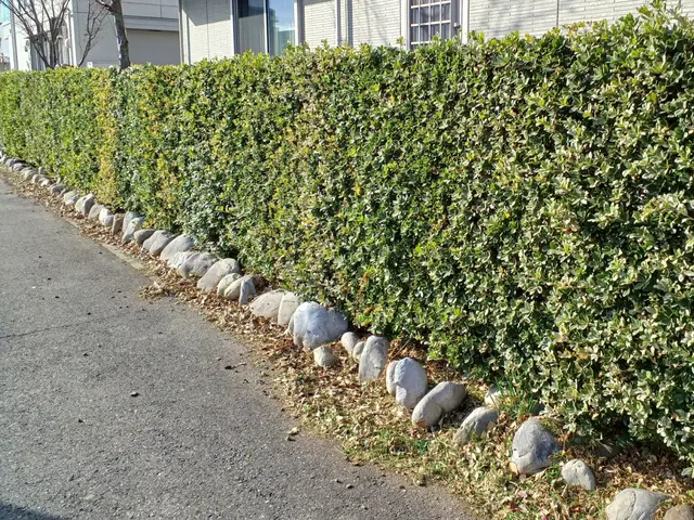 何年たっても大きさ、形が変わらない美しい生垣を！サービスの画像