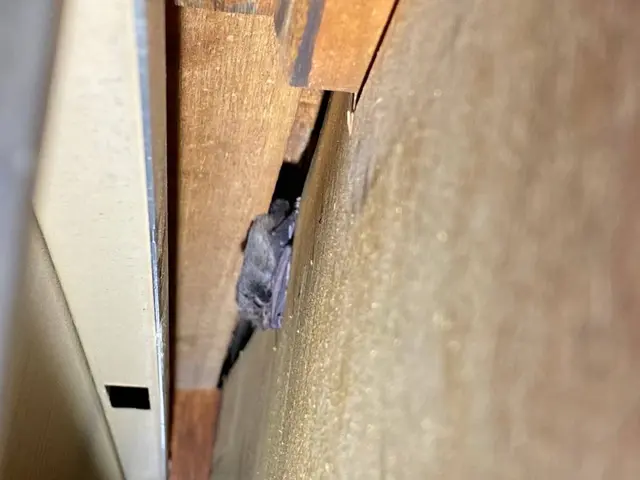 【完全駆除のお約束】全ての侵入口を塞ぎます。無料見積もり可能ですサービスの画像