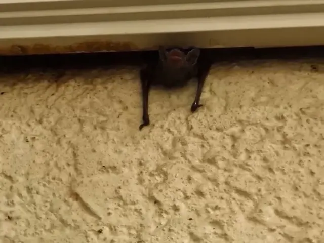 【完全駆除のお約束】全ての侵入口を塞ぎます。無料見積もり可能ですサービスの画像