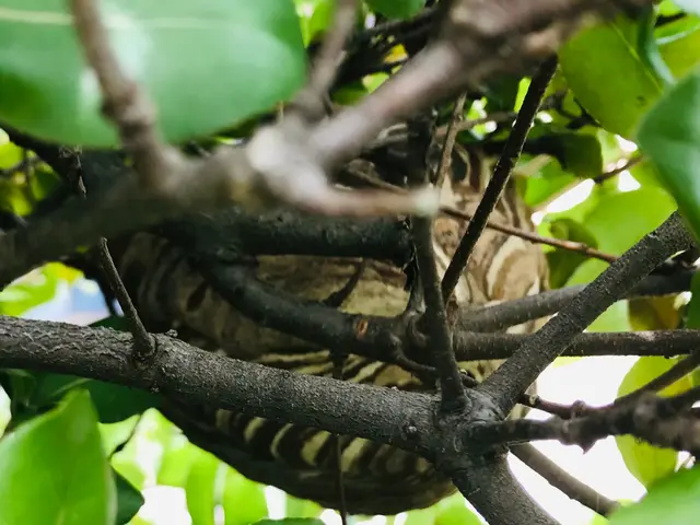 蜂の巣駆除《蜂でお困りの方、お気軽にご相談くださいませ》◎エリア外も対応可能サービスの画像