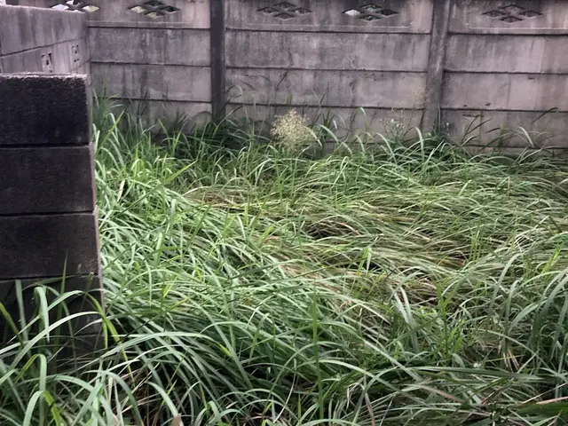 【空き地・駐車場・建築予定地等もOK】草刈機を使った広範囲の除草作業サービスの画像