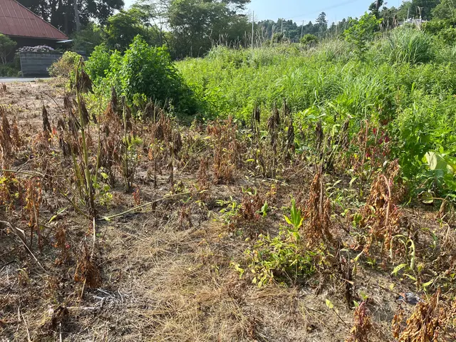 草刈り　機械刈サービスの画像