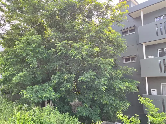 早めに台風対策を。家から飛び出した木、家の間の木､空き家等の伐採お任せください。サービスの画像