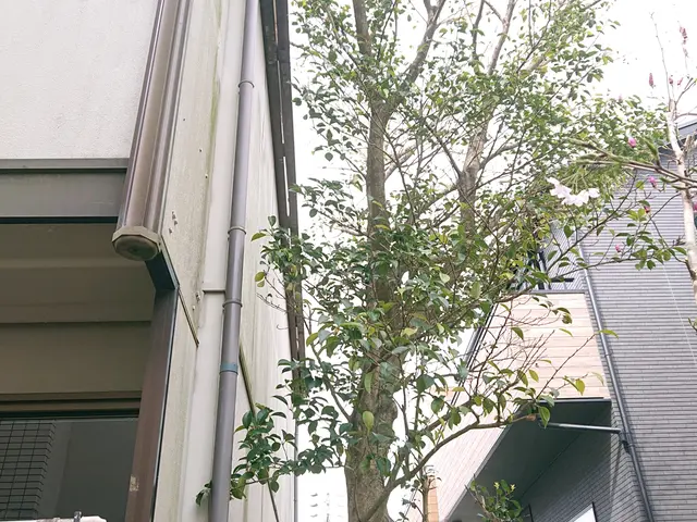 早めに台風対策を。家から飛び出した木、家の間の木､空き家等の伐採お任せください。サービスの画像