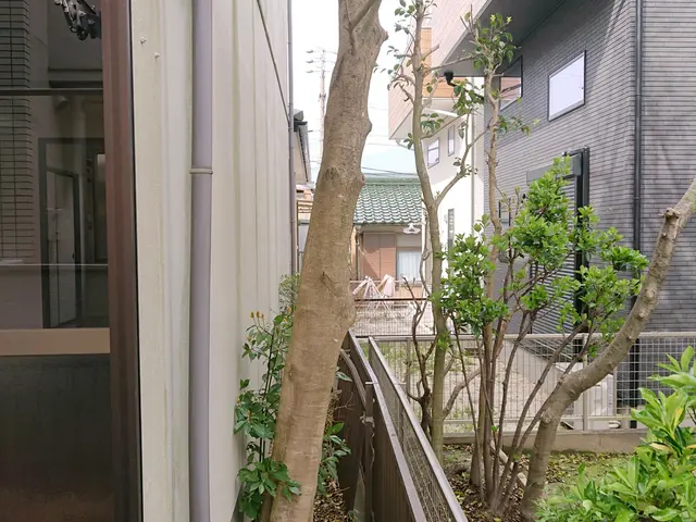 早めに台風対策を。家から飛び出した木、家の間の木､空き家等の伐採お任せください。サービスの画像