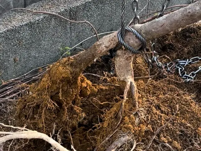 庭木や不要な木の伐採サービスの画像