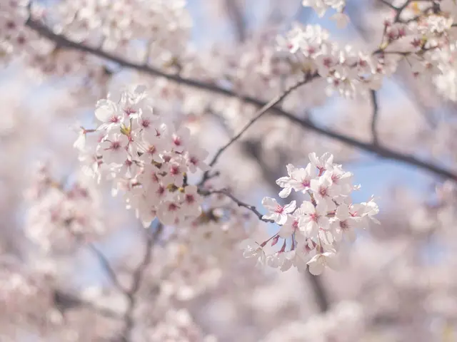 成人式前撮りご予約大歓迎！全数レタッチ仕上げ納品保証♡・家族・成人式・卒業・入学サービスの画像