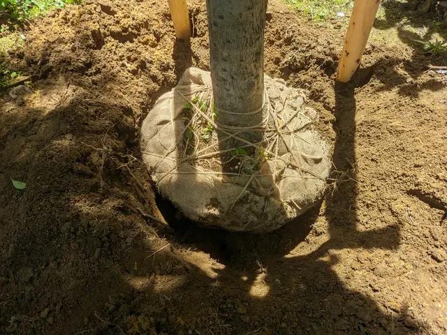 【業歴10年の実績】庭木の移植、承ります。サービスの画像