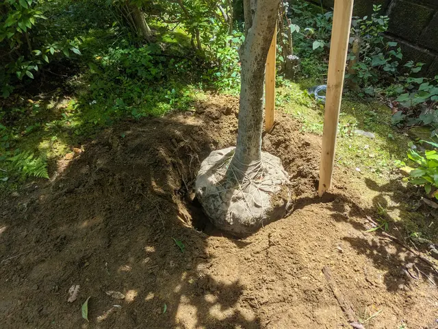 【業歴10年の実績】庭木の移植、承ります。サービスの画像