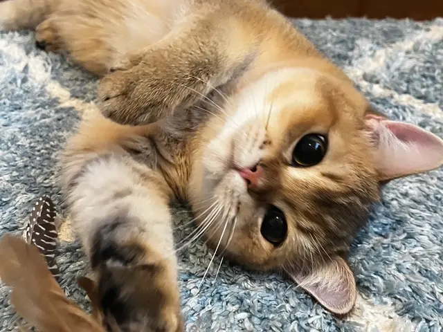 5月新規出店！安心と信頼の1000件以上！家族のような温もりで見守るペットケアサービスの画像