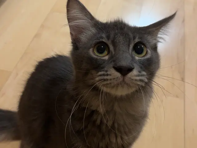 5月新規出店！安心と信頼の1000件以上！家族のような温もりで見守るペットケアサービスの画像