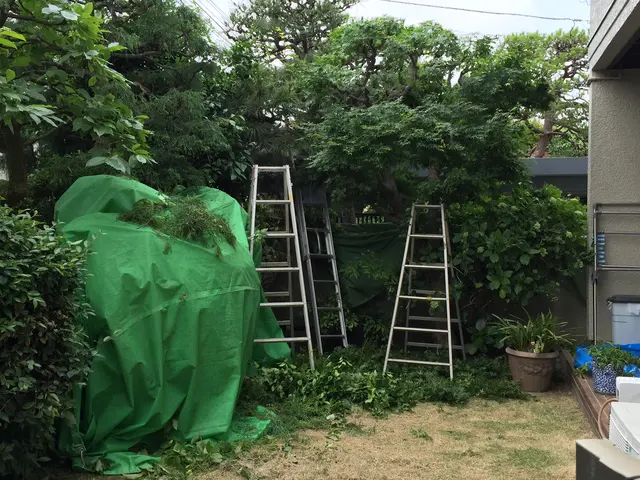 庭木の剪定・一本から承ります。ご遠慮なくお申し付けください。サービスの画像