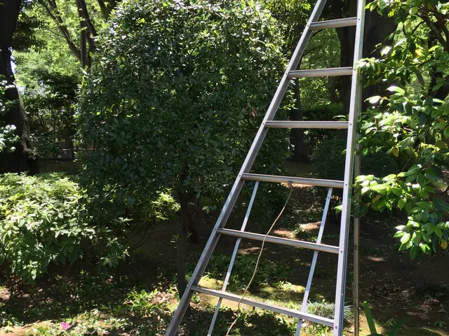 庭木の剪定・一本から承ります。ご遠慮なくお申し付けください。サービスの画像