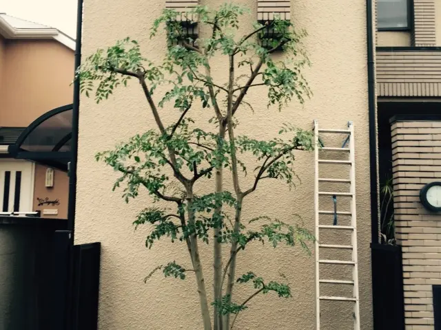 庭木の剪定・一本から承ります。ご遠慮なくお申し付けください。サービスの画像