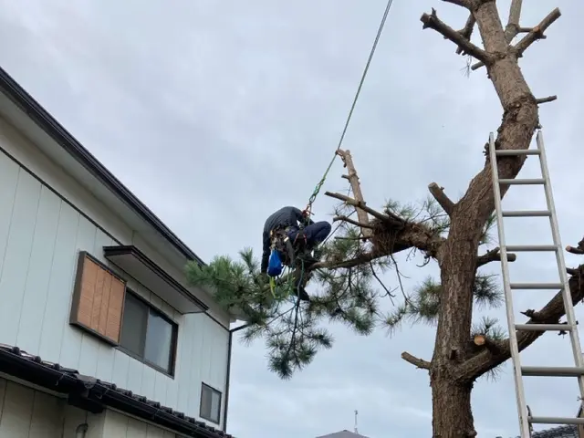 ロープワークを主体とした【特殊剪定・伐採】★お困りの庭木★巨木・高木などサービスの画像