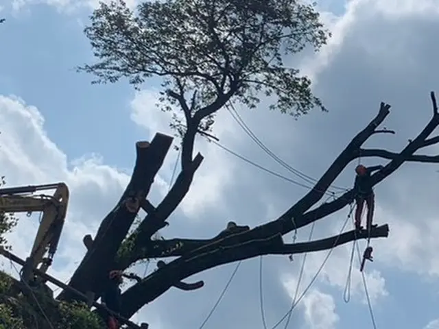 ロープワークを主体とした【特殊剪定・伐採】★お困りの庭木★巨木・高木などサービスの画像