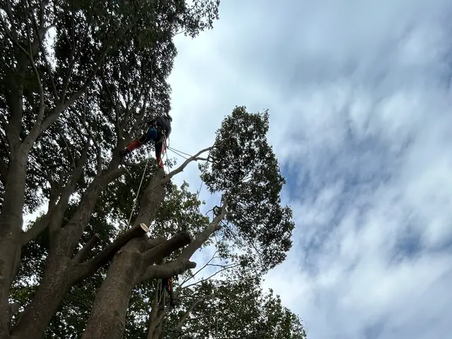 ロープワークを主体とした【特殊剪定・伐採】★お困りの庭木★巨木・高木などサービスの画像