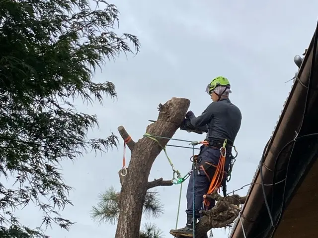 ロープワークを主体とした【特殊剪定・伐採】★お困りの庭木★巨木・高木などサービスの画像