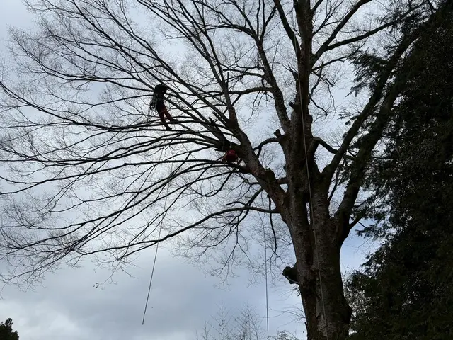 ロープワークを主体とした【特殊剪定・伐採】★お困りの庭木★巨木・高木などサービスの画像