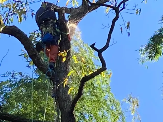 ロープワークを主体とした【特殊剪定・伐採】★お困りの庭木★巨木・高木などサービスの画像