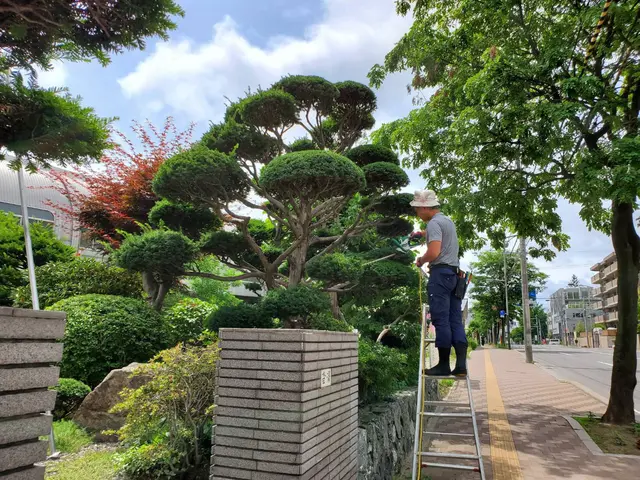 高木剪定、危険木の伐採も賜ります！他店で断られた件も気軽にご相談くださいませ。サービスの画像