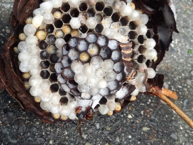 ☆蜂駆除の資格「防除作業監督者所持」忌避剤込みアシナガバチは8800円からサービスの画像