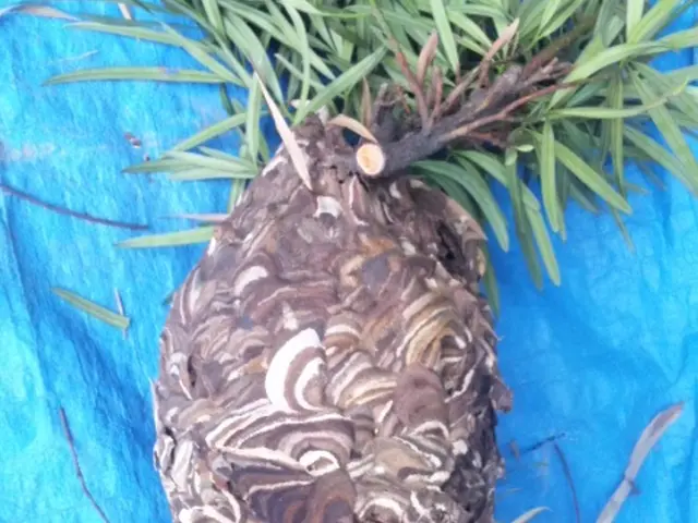 ☆蜂駆除の資格「防除作業監督者所持」忌避剤込みアシナガバチは8800円からサービスの画像