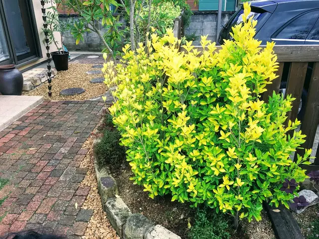 ＜損害保険加入済み♪P代店負担☆＞地域密着をモットーにお庭のお手伝いします！サービスの画像