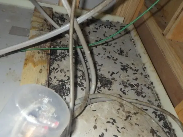 【現地調査・見積無料】ネズミ駆除はお任せください！25年の経験と実績で完全解決！サービスの画像