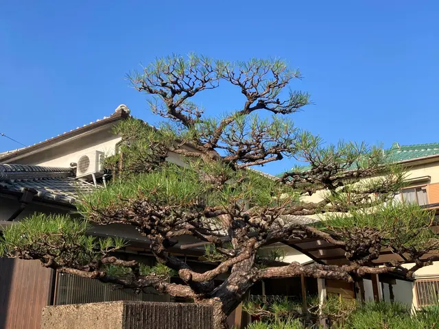 冬のお手入れ 承ります。空き家、空き地もお任せください。1〜2月 予約受付中サービスの画像