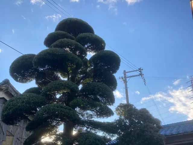 冬のお手入れ 承ります。空き家、空き地もお任せください。1〜2月 予約受付中サービスの画像