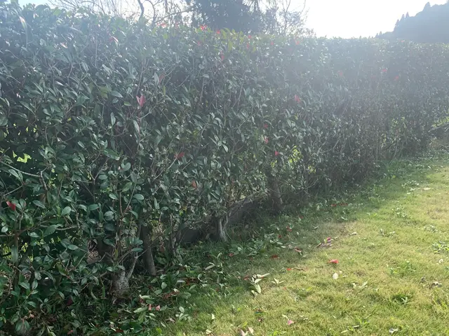 《土日祝のご予約歓迎！》◎庭園管理士がお伺いいたします。サービスの画像