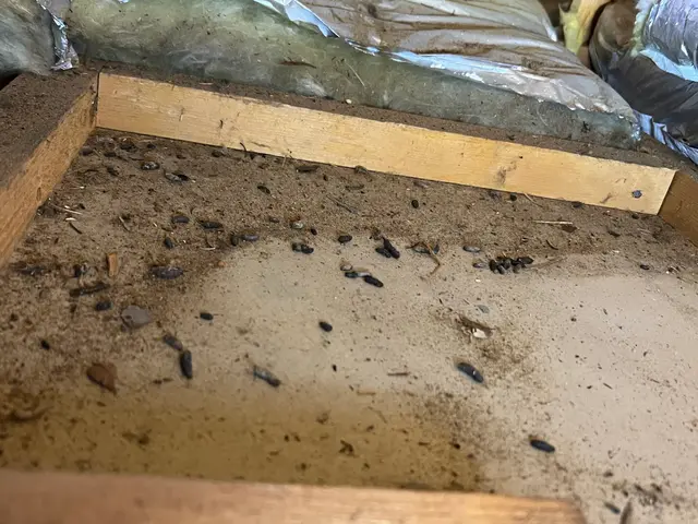 狩猟免許、防除作業監督者の有資格者の駆除専門家が対応します。ノミダニ対策も完備サービスの画像