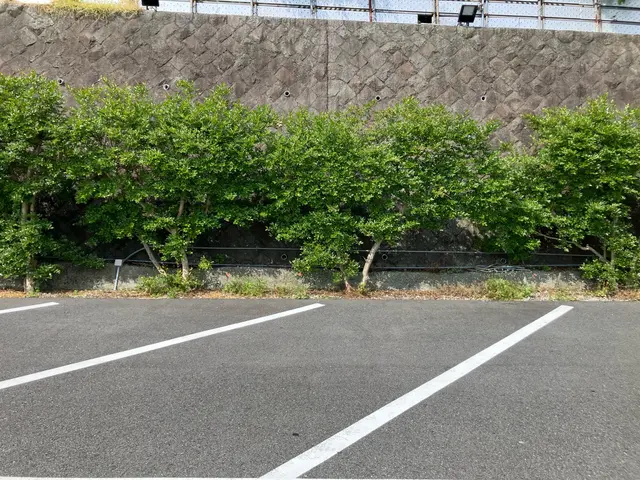 2000件以上の実績！庭木の健康と美しさを守る剪定のプロサービスの画像