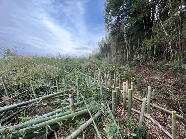 ☆即日対応可能です！☆お庭のヒーロー　その木！私達が承ります！伐採、抜根サービスの画像