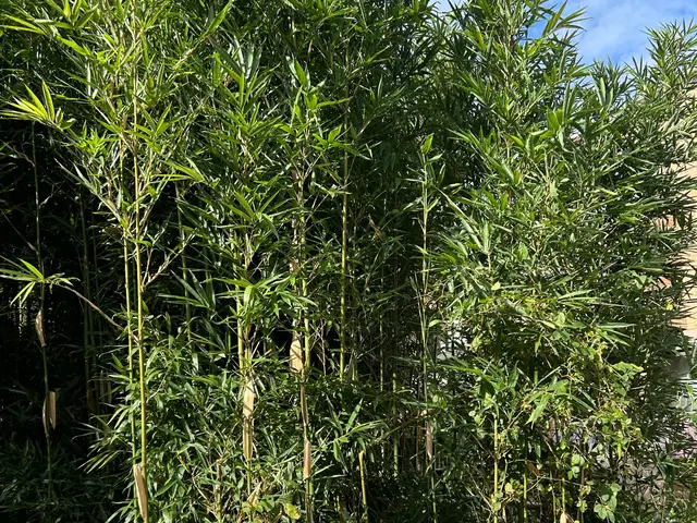 ☆即日対応可能です！☆お庭のヒーロー　その木！私達が承ります！伐採、抜根サービスの画像