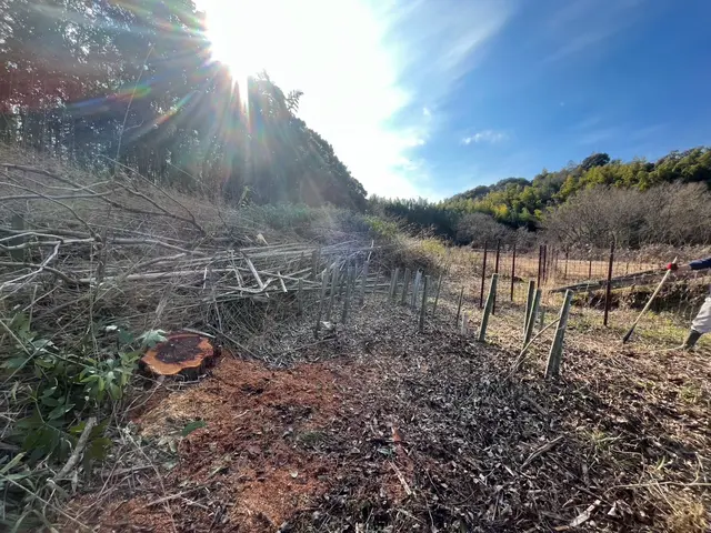 ☆即日対応可能です！☆お庭のヒーロー　その木！私達が承ります！伐採、抜根サービスの画像