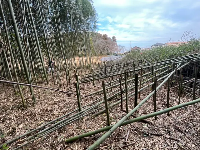 ☆即日対応可能です！☆お庭のヒーロー　その木！私達が承ります！伐採、抜根サービスの画像