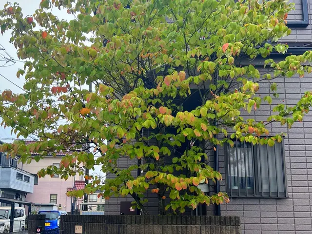 【庭木の剪定】◆100%自社施工◆ご要望お聞かせください！丁寧きれいに仕上げますサービスの画像