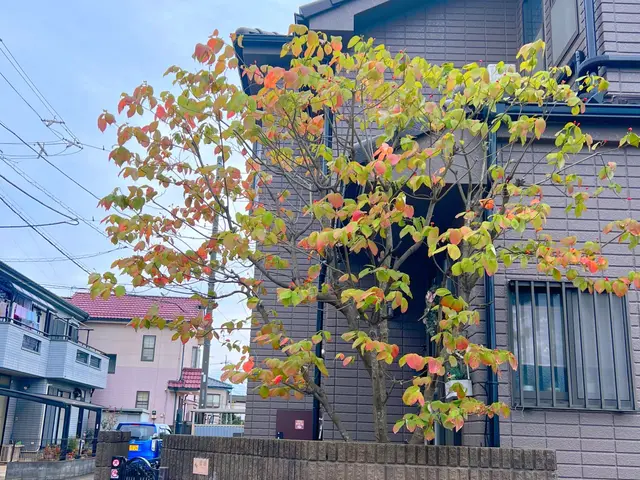 【庭木の剪定】◆100%自社施工◆ご要望お聞かせください！丁寧きれいに仕上げますサービスの画像