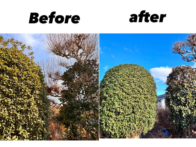 お客様のお力になります！剪定お任せください！　地域密着店！！　自社で施工！！サービスの画像
