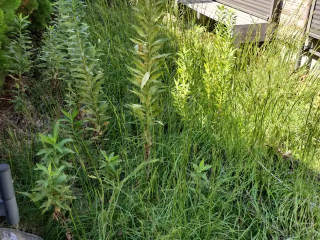 お家回りの草むしり！お隣さんの迷惑になる前にお任せ下さい！サービスの画像